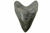 Fossil Megalodon Tooth - Massive River Meg #226640-1